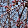 香澄公園の桜。もうすぐ咲きそう。