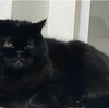 ラストラン