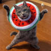 コタ爺写真館。