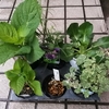 ４月最後の植え付け