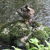 夏の葵と鴨の水浴🦆