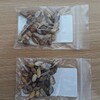 キフォステンマ ウターとマクロプスの実生