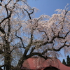 Tues.　　境内の1本桜