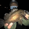 デカメバル連発！！　根魚散歩　岡崎大樹寺店　釣果報告