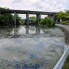 石舟池（香川県高松）