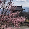 池包む蜂須賀桜に鐘の音