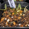 アガベ・オバティフォリア実生記録①(Agave Ovatifolia seeding)