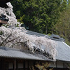 洛西十輪寺の桜を訪ねてその３