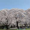 桜を見る会