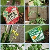 野菜の自宅栽培