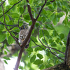 アオバズクやっと巣立ち