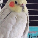 ピヨざっ記ブログ