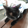 お出掛けにゃんこ😸😺😽