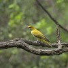 ８月２６日の野鳥（２０１７　０８２６）その２