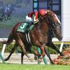 競馬初心者必見☆馬券予想🔥〜新潟記念〜キングマンボ系が圧倒的な強さを誇る！