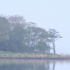 初夏の早朝の風蓮湖上空を飛ぶオナガガモたち