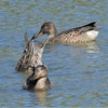 鳥撮日記　シマアジには会えず・・・