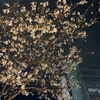 銀座の桜🌸