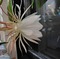 　☽月下美人❀初めて開花の夜❀　人生を語る②