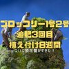 ブロッコリー1号2号 追肥3回目　植え付けから8週間　ついに頂花蕾が！