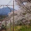 ３年ぶりの家山の桜　～駅から川沿いへ～