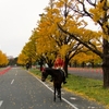 東京紅葉便り━皇居乾通り　其之壱━