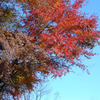 城山紅葉ハイキング