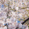 絶対合格桜が満開に咲き誇っています！