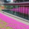 ビルの谷間に芝桜「住友不動産三田ツインビル西館