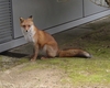 不可思議な動物「キツネ」