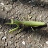 カマキリ・スカシバの幼虫・バッタ