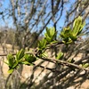 Spring has come!  でも、ドライバーの飛距離低下にコロナウィルス以上の脅威を感じています。