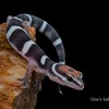 Coleonyx fasciatus　セキヨウトカゲモドキ