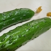 なんだか嬉しい　花付ききゅうり