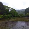 雨の中、ふじの花！