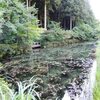 ゛名もなき池”、通称『モネの池』へ行ってみた　岐阜県関市板取