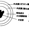 森下仁丹のカプセル化種子