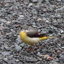 隼の旅ブロガー