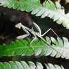 今日見たハラビロカマキリの幼虫