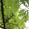 コサメビタキ2羽・ツバメ・エナガ(大阪城野鳥探鳥20240706 4:40-9:30)