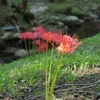 彼岸花「創造の森」