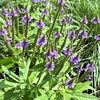 ホコガタハナガサの花