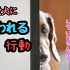 愛犬に嫌われる行動