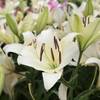 大天使ガブリエルと2020年に向けたユリの花のエンジェルワーク