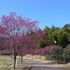 今年は開花が遅いなぁ