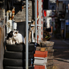 地元住宅街のねこさん