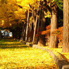 中島公園の紅葉情報！菖蒲池の水面に映る紅葉は圧巻！【2018年版】