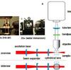 Light sheet-excited spontaneous Raman imaging of a living fish by optical sectioning in a wide field Raman microscope