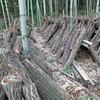 去年の今頃は椎茸がぎょうさん生えてたのに