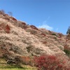 紅葉と桜が同時に楽しめる小原の四季桜 part2